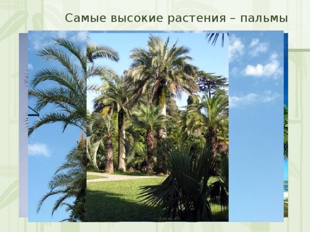 Самые высокие растения – пальмы 