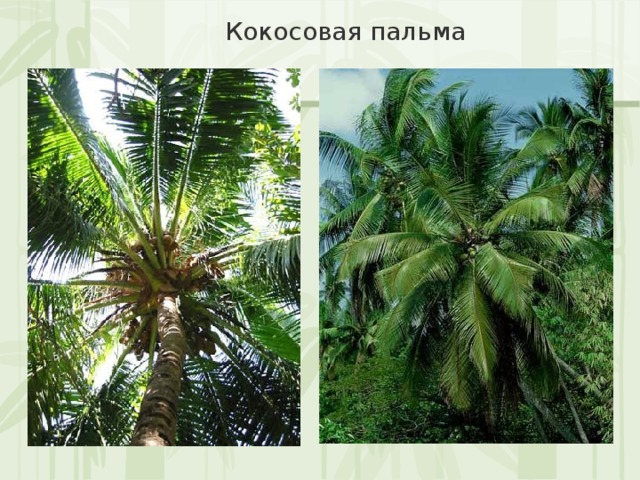 Кокосовая пальма 