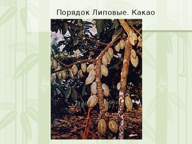 Порядок Липовые. Какао 