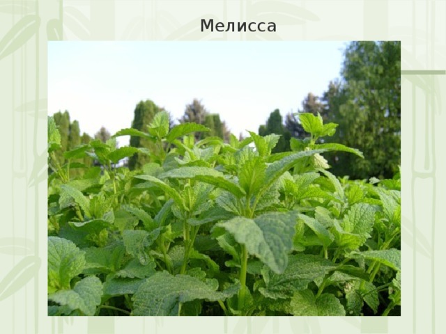 Мелисса 