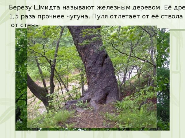 Берёзу Шмидта называют железным деревом. Её древесина в 1,5 раза прочнее чугуна. Пуля отлетает от её ствола как горох  от стены. 
