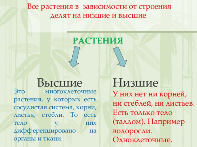 Все растения в зависимости от строения делят на низшие и высшие РАСТЕНИЯ Высшие Низшие У них нет ни корней, ни стеблей, ни листьев. Есть только тело (таллом). Например водоросли. Одноклеточные. Это многоклеточные растения, у которых есть сосудистая система, корни, листья, стебли. То есть тело у них дифференцировано на органы и ткани. 