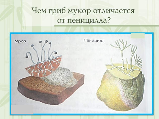 Чем гриб мукор отличается  от пеницилла? 