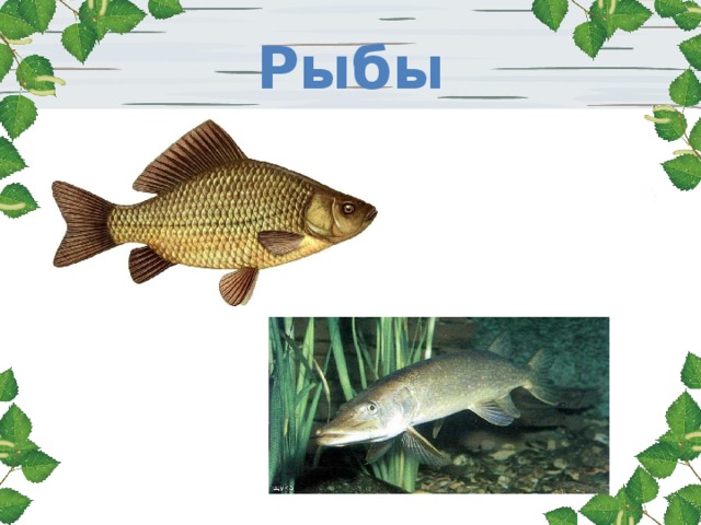 Рыбы 