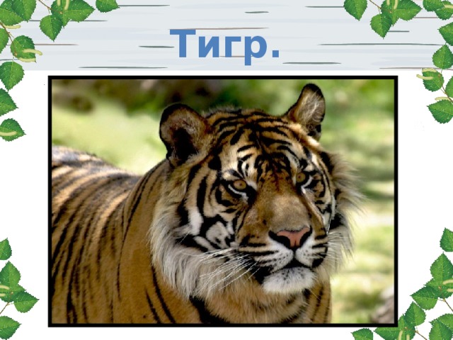Тигр. 