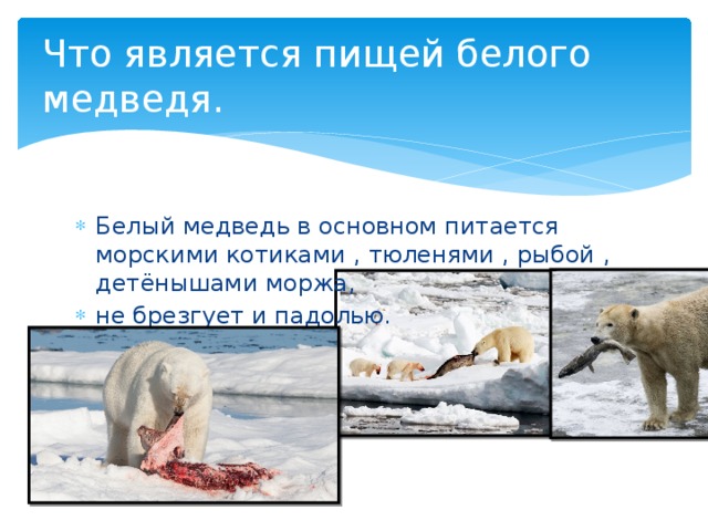 Что является пищей белого медведя. Белый медведь в основном питается морскими котиками , тюленями , рыбой , детёнышами моржа, не брезгует и падолью. 