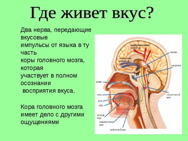 Языковой вкус презентация