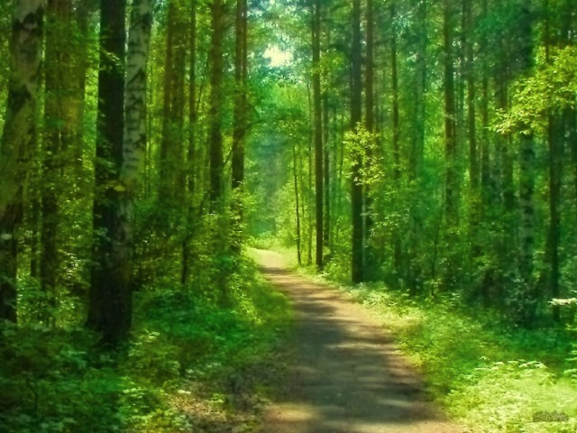 ФОН ЛЕСА 