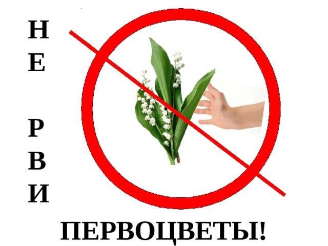 Н Е  Р В И   ПЕРВОЦВЕТЫ! 