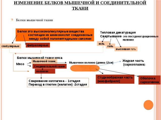 Изменение белков мышечной и соединительной ткани Белки мышечной ткани Белки  это высокомолекулярные вещества  состоящие из аминокислот соединенные  между собой полипептидными связями Тепловая денатурация  Свертывание - это постденатурационные  явление золь фибриллярные гель глобулярные высохшая гель Белки мышечной ткани мяса Жидкая часть  (саркоплазма ) Мышечной ткани Мышечное волокно (длина 12см) Мясо Соединительной ткани коллаген Студнеобразная часть (миофибрилл) Оболочка сарколемма Сваривание коллагена – 1стадия Переход в глютин (желатин) -2стадия 