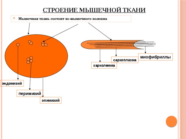 Строение мышечной ткани Мышечная ткань состоит из мышечного волокна миофибриллы саркоплазма сарколемма эндомизий перимизий эпимизий 