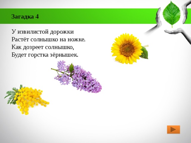 Загадка растет. Загадка у извилистой дорожки растет солнышко на ножке. В огороде растет солнышко на. Загадка про извилистую дорожку. В огороде у растёт солнышко на ножке.