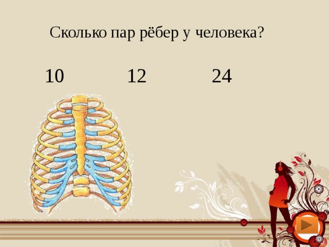 Сколько ребер у человека. Сколько пар ребер у человека. 12 Пар ребер у человека. Сколько у человека пар бедер.