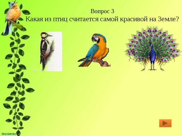 Вопрос 3  Какая из птиц считается самой красивой на Земле? 