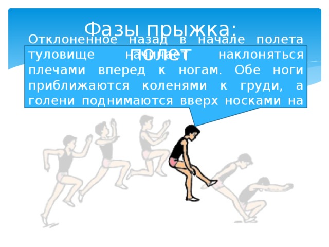 Фазы прыжка: полет Отклоненное назад в начале полета туловище начинает наклоняться плечами вперед к ногам. Обе ноги приближаются коленями к груди, а голени поднимаются вверх носками на себя. 