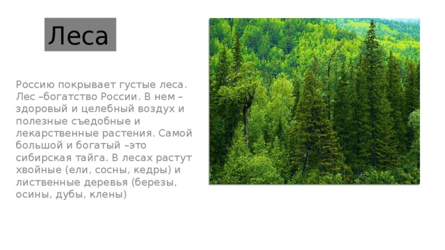 Богатство россии сочинение. Лес богатство России. Лес наше богатство. Россия богата лесами. Густой лес.