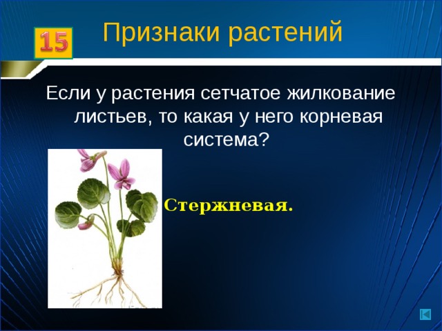 Признаки растений Если у растения сетчатое жилкование листьев, то какая у него корневая система? Стержневая.