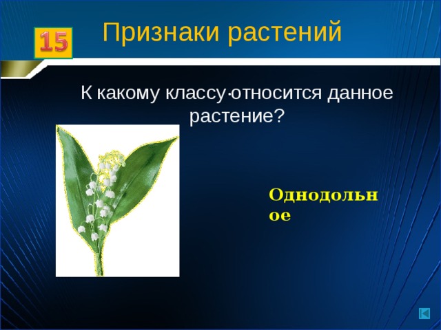 Признаки растений . К какому классу относится данное растение? Однодольное