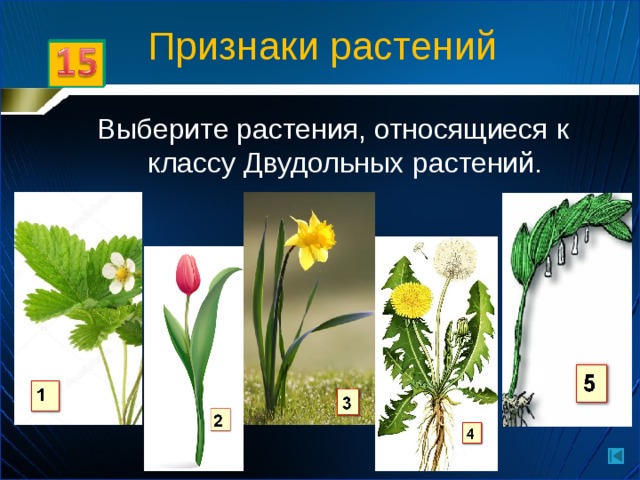 Признаки растений Выберите растения, относящиеся к классу Двудольных растений. 1