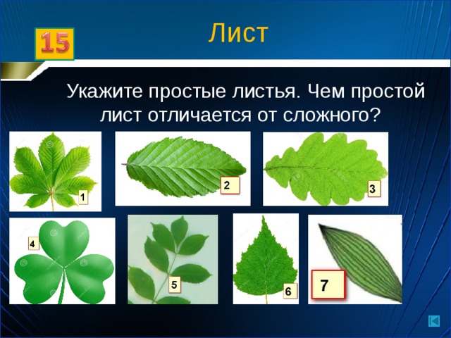 Лист   Укажите простые листья. Чем простой лист отличается от сложного?