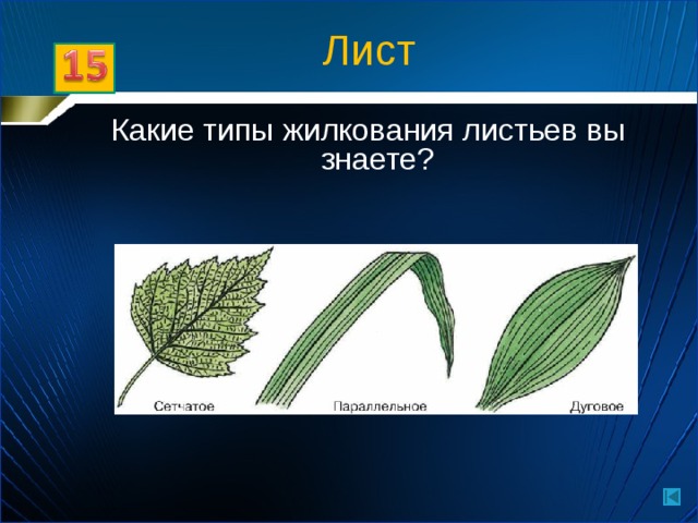 Лист Какие типы жилкования листьев вы знаете?