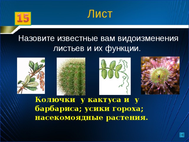 Лист Назовите известные вам видоизменения листьев и их функции. Колючки у кактуса и у барбариса; усики гороха; насекомоядные растения.