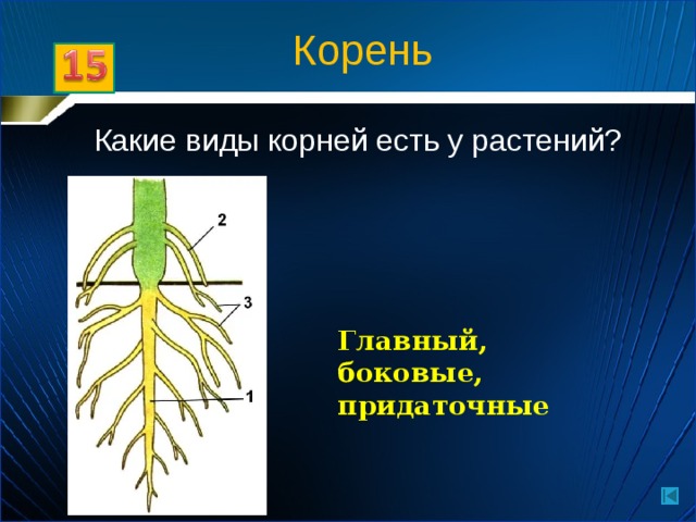Корень Какие виды корней есть у растений? Главный, боковые, придаточные