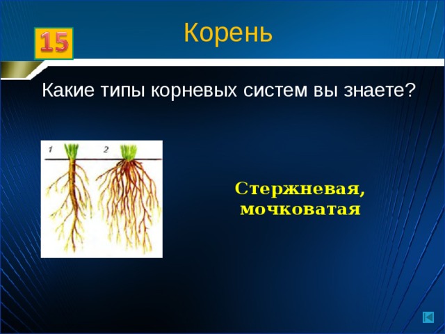 Корень Какие типы корневых систем вы знаете? Стержневая, мочковатая