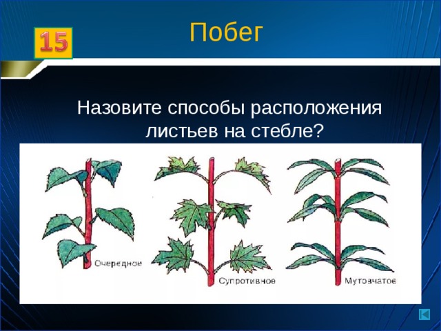 Расположение листьев на побеге