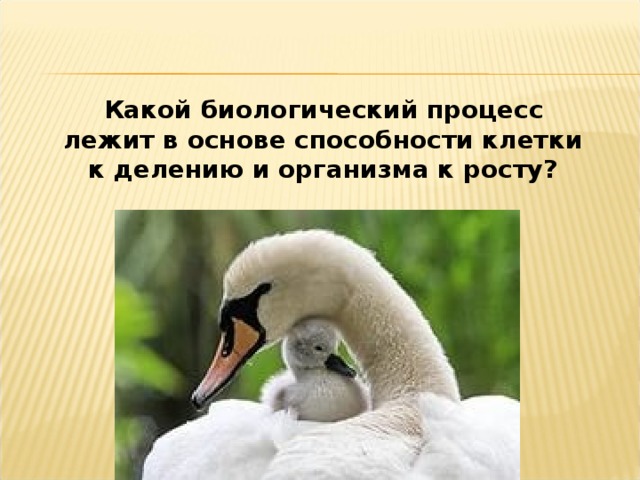 Какой биологический процесс лежит в основе способности клетки к делению и организма к росту?