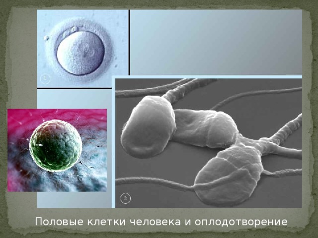 Половые клетки человека и оплодотворение 
