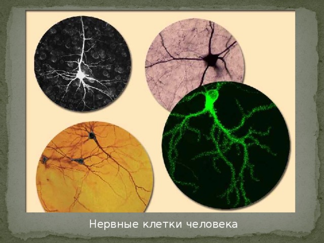 Нервные клетки человека 