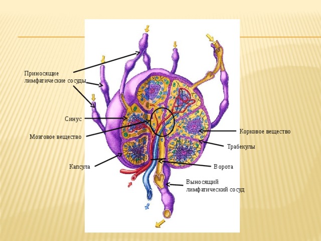Приносящие лимфатические сосуды Синус Корковое вещество Мозговое вещество Трабекулы Ворота  Капсула Выносящий лимфатический сосуд 
