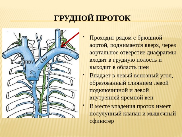 Грудной проток Проходит рядом с брюшной аортой, поднимается вверх, через аортальное отверстие диафрагмы входит в грудную полость и выходит в область шеи Впадает в левый венозный угол, образованный слиянием левой подключичной и левой внутренней ярёмной вен В месте впадения проток имеет полулунный клапан и мышечный сфинктер 