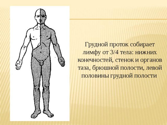 Грудной проток собирает лимфу от 3/4 тела: нижних конечнос­тей, стенок и органов таза, брюшной полости, левой половины грудной полости 