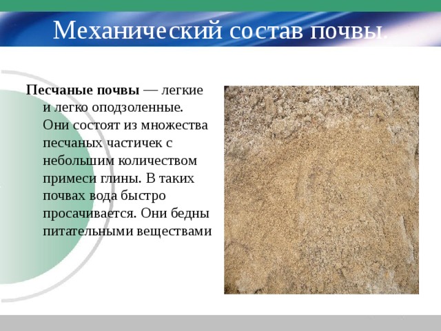 Механический состав почвы. Песчаные почвы — легкие и легко оподзоленные. Они состоят из множества песчаных частичек с небольшим количеством примеси глины. В таких почвах вода быстро просачивается. Они бедны питательными веществами 