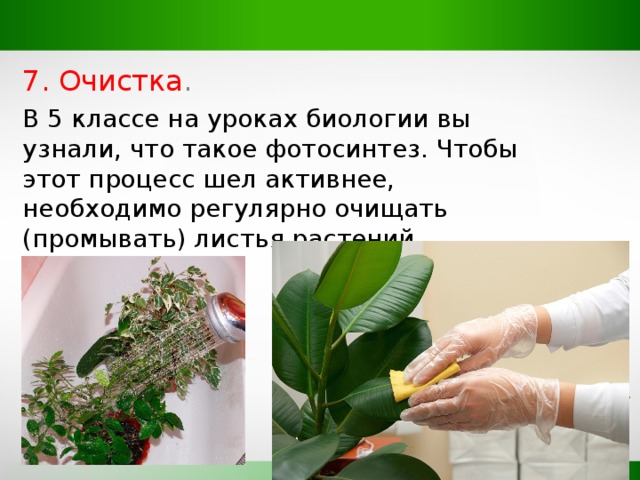 7. Очистка . В 5 классе на уроках биологии вы узнали, что такое фотосинтез. Чтобы этот процесс шел активнее, необходимо регулярно очищать (промывать) листья растений . 