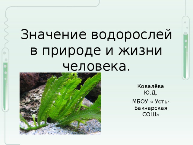 Значение водорослей в природе и жизни человека. Ковалёва Ю.Д. МБОУ « Усть-Бакчарская СОШ» 