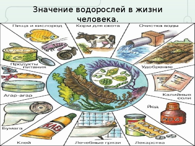 Водоросли в природе и жизни человека. Роль водорослей в природе 5 класс биология. Значение водорослей. Значение водорослей в жизни человека. Значение водорослей в природе.