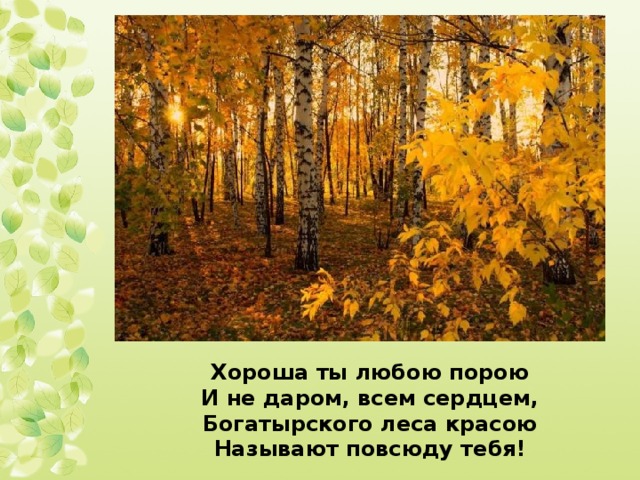 Хороша ты любою порою И не даром, всем сердцем, Богатырского леса красою Называют повсюду тебя! 