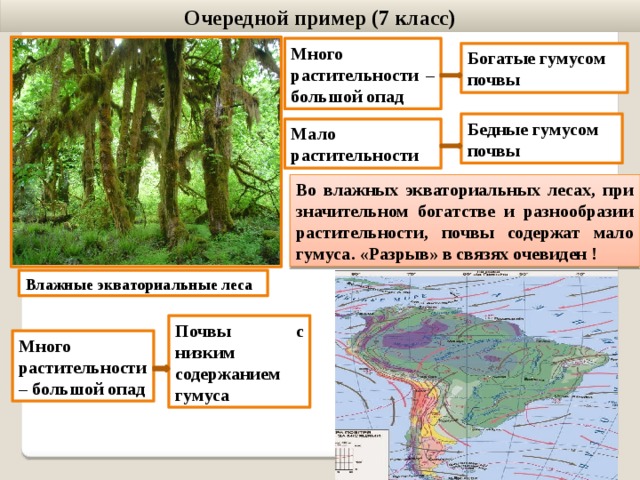 Экваториальные леса признаки