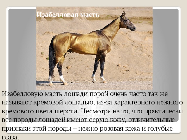 Какой тип питания характерен для лошади. Изабелловая масть лошади фото. Верховые лошади отличительные черты. Кремовая лошадь.