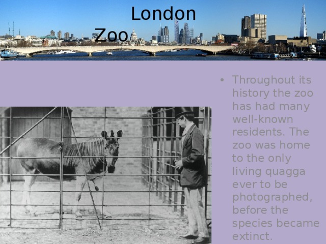  London Zoo Throughout its history the zoo has had many well-known residents. The zoo was home to the only living quagga ever to be photographed, before the species became extinct. 