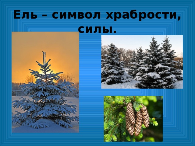 Ель символ чего. Что символизирует вечнозелёная ель. Ель символ России. Ель - символ вечности.