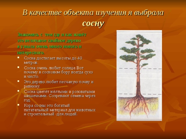 Деревья окружающий мир 2