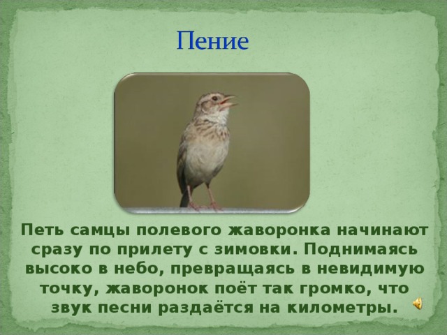 Жаворонки едва различимые в воздухе заливались. Полевой Жаворонок пение. Незримый Жаворонок поет. Жаворонки самцы поют. Поющий Жаворонок поднявшись.