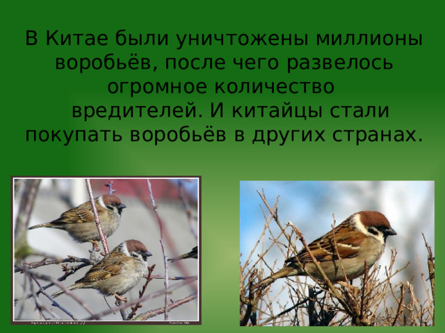 В Китае были уничтожены миллионы воробьёв, после чего развелось огромное количество вредителей. И китайцы стали покупать воробьёв в других странах.