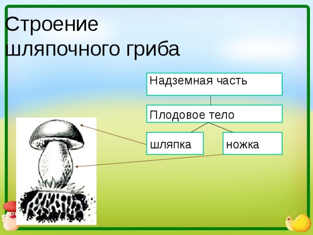 Главной частью шляпочного гриба является. Грибы части шляпочного гриба. Надземная часть шляпочного гриба. Строение гриба мицелий плодовое тело ножка шляпка. Строение шляпочного гриба.