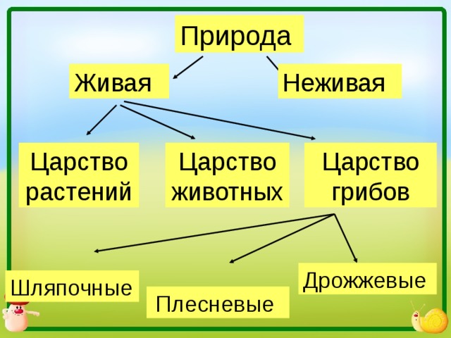 Царство живой природы 2 класс окружающий мир схема ответы