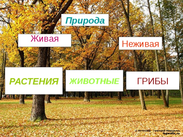 Живая природа растения грибы животные примеры Растения животные грибы